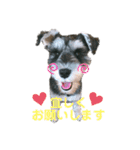 シュナウザーのBUZZ①（個別スタンプ：7）