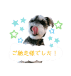 シュナウザーのBUZZ①（個別スタンプ：10）