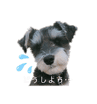 シュナウザーのBUZZ①（個別スタンプ：11）