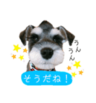 シュナウザーのBUZZ①（個別スタンプ：12）