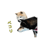 ハチとうに 4（個別スタンプ：3）