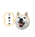 ハチとうに 4（個別スタンプ：6）