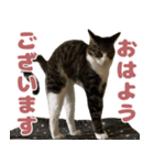 よたねこスタンプ（個別スタンプ：1）