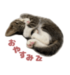 よたねこスタンプ（個別スタンプ：2）