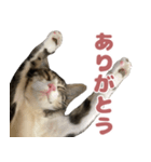 よたねこスタンプ（個別スタンプ：3）
