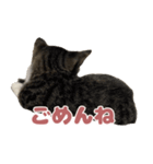 よたねこスタンプ（個別スタンプ：4）
