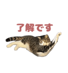 よたねこスタンプ（個別スタンプ：5）