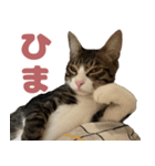よたねこスタンプ（個別スタンプ：6）