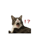 よたねこスタンプ（個別スタンプ：7）