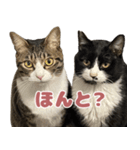 よたねこスタンプ（個別スタンプ：8）