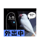 桜文鳥わすけホワイティーのご予定【改訂版（個別スタンプ：1）