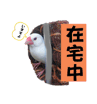 桜文鳥わすけホワイティーのご予定【改訂版（個別スタンプ：2）