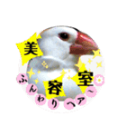 桜文鳥わすけホワイティーのご予定【改訂版（個別スタンプ：5）