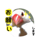 桜文鳥わすけホワイティーのご予定【改訂版（個別スタンプ：16）