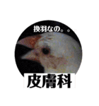 桜文鳥わすけホワイティーのご予定【改訂版（個別スタンプ：18）