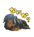 うちの犬スタンプ - ロール（個別スタンプ：2）