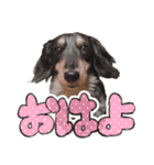 うちの犬スタンプ - ロール（個別スタンプ：3）
