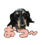 うちの犬スタンプ - ロール（個別スタンプ：7）
