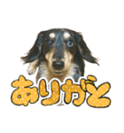 うちの犬スタンプ - ロール（個別スタンプ：8）