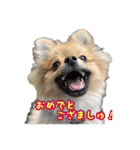 ぽん太多め（個別スタンプ：5）