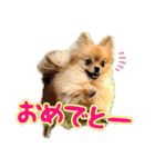 ぽん太多め（個別スタンプ：6）