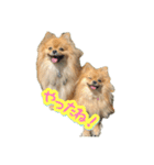 ぽん太多め（個別スタンプ：7）