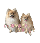 ぽん太多め（個別スタンプ：8）