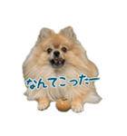 ぽん太多め（個別スタンプ：16）