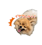 ぽん太多め（個別スタンプ：18）