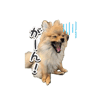 ぽん太多め（個別スタンプ：20）