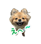 ぽん太多め（個別スタンプ：23）