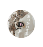 山本さんちのじるちゃん（個別スタンプ：10）