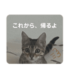 山本さんちのじるちゃん（個別スタンプ：12）
