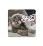 山本さんちのじるちゃん（個別スタンプ：13）