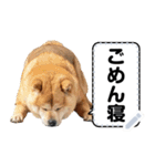 柴犬ミームスタンプ【面白い・犬・可愛い】（個別スタンプ：3）