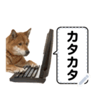 柴犬ミームスタンプ【面白い・犬・可愛い】（個別スタンプ：4）