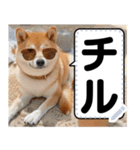 柴犬ミームスタンプ【面白い・犬・可愛い】（個別スタンプ：7）