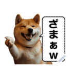 柴犬ミームスタンプ【面白い・犬・可愛い】（個別スタンプ：8）