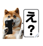 柴犬ミームスタンプ【面白い・犬・可愛い】（個別スタンプ：11）
