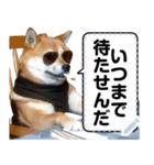 柴犬ミームスタンプ【面白い・犬・可愛い】（個別スタンプ：16）