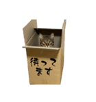 たれ目ねこ ルカのスタンプ（個別スタンプ：11）