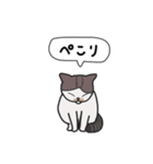 白キジ猫と黒猫（個別スタンプ：1）