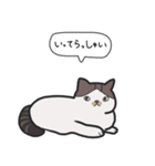 白キジ猫と黒猫（個別スタンプ：5）