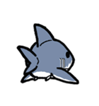 ちっサメ（個別スタンプ：24）
