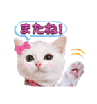 実写版白い子猫！短足だっていいじゃん！（個別スタンプ：1）