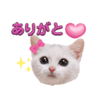 実写版白い子猫！短足だっていいじゃん！（個別スタンプ：2）