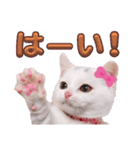 実写版白い子猫！短足だっていいじゃん！（個別スタンプ：8）