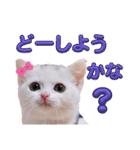 実写版白い子猫！短足だっていいじゃん！（個別スタンプ：9）