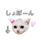 実写版白い子猫！短足だっていいじゃん！（個別スタンプ：11）