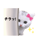 実写版白い子猫！短足だっていいじゃん！（個別スタンプ：12）